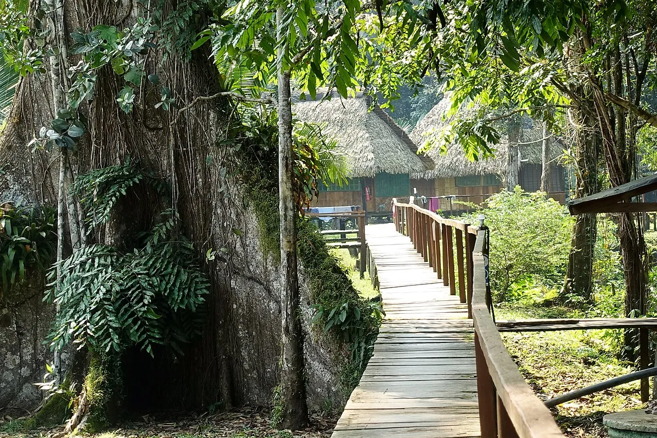 Pasarela de madera entre árboles gigantes hacia un lodge en la Reserva Cuyabeno