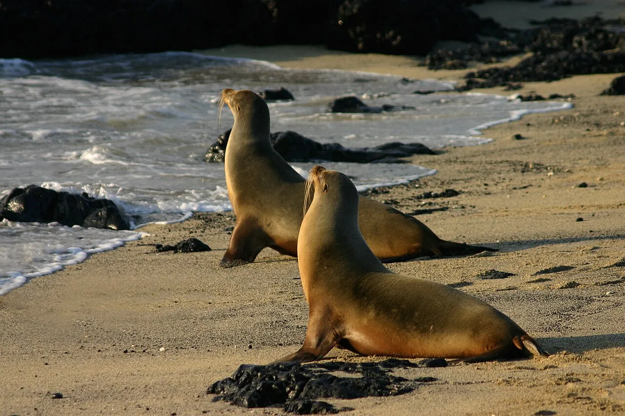 Dos lobos marinos caminando por la orilla de una playa en la isla Isabela, Galápagos